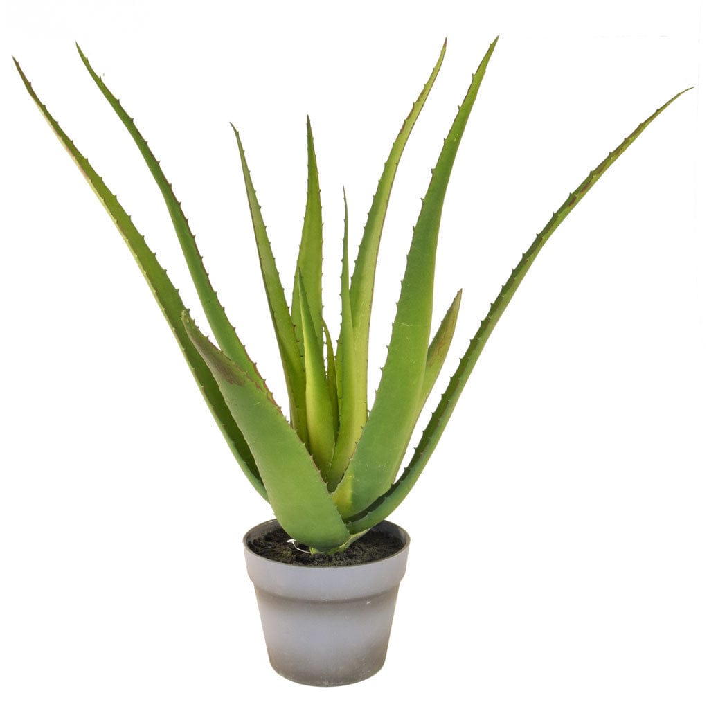 PP Aloe 10 lvs w/pot YF 50cm.