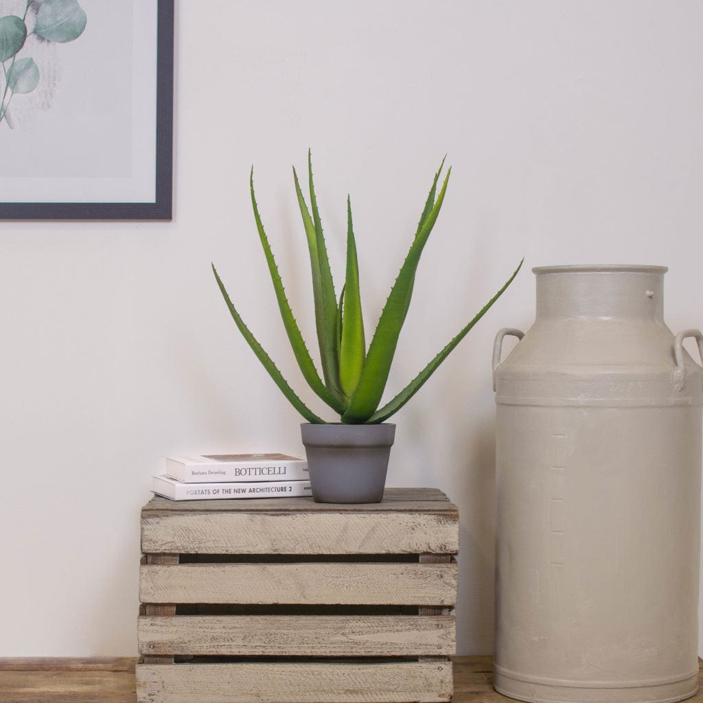 PP Aloe 10 lvs w/pot YF 50cm.