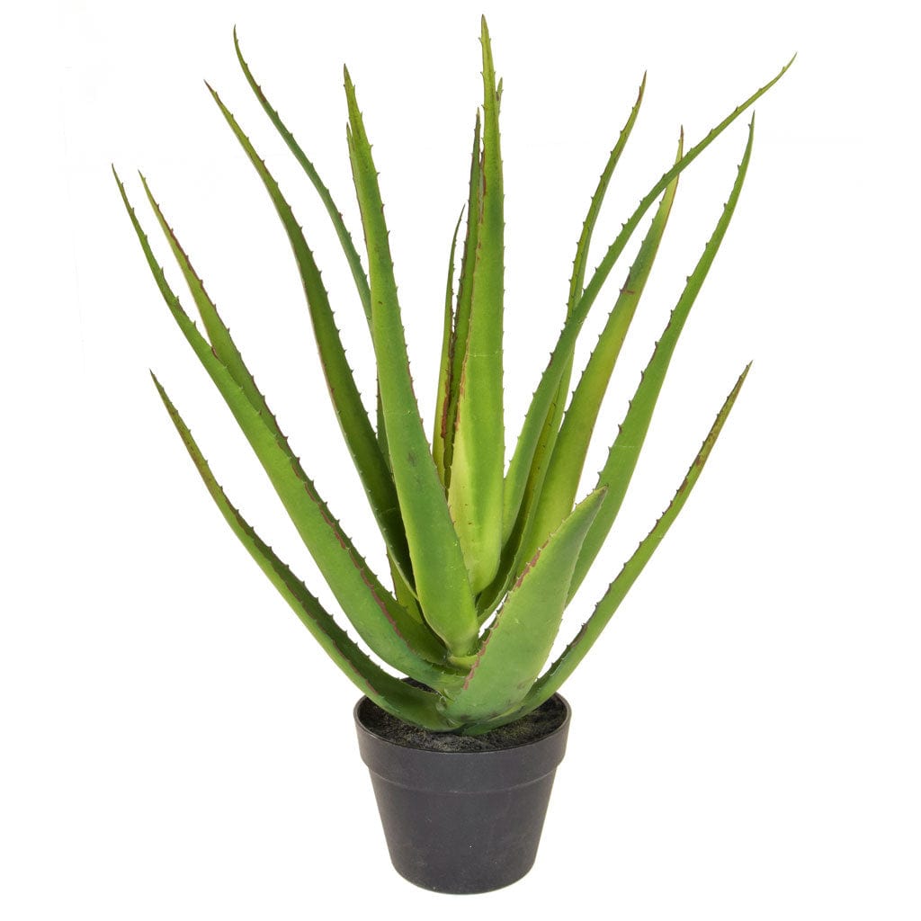 PP Aloe 18 lvs w/pot YF 58cm.