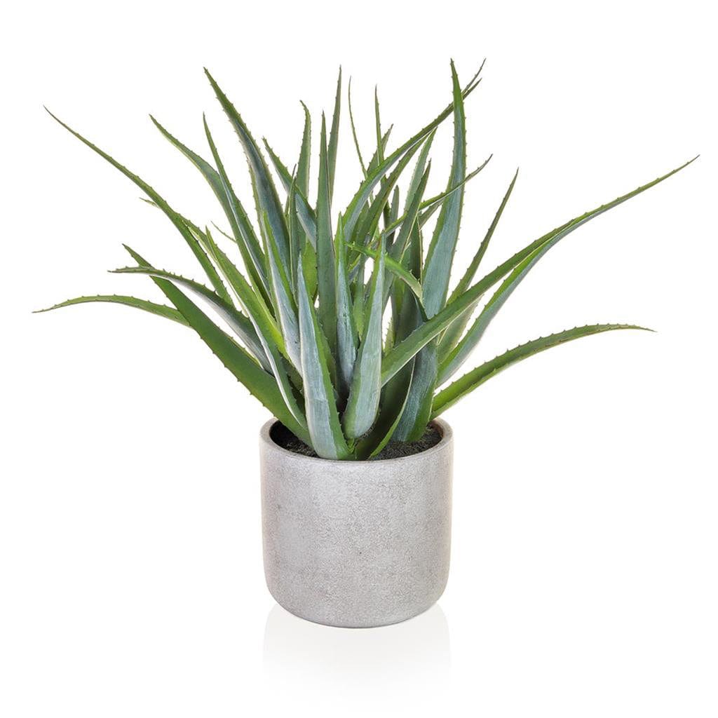 PP Aloe Green in Pot YF 52cm.