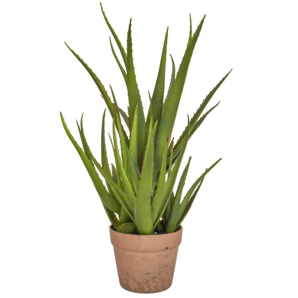PP Aloe in Clay Pot YF 58cm.