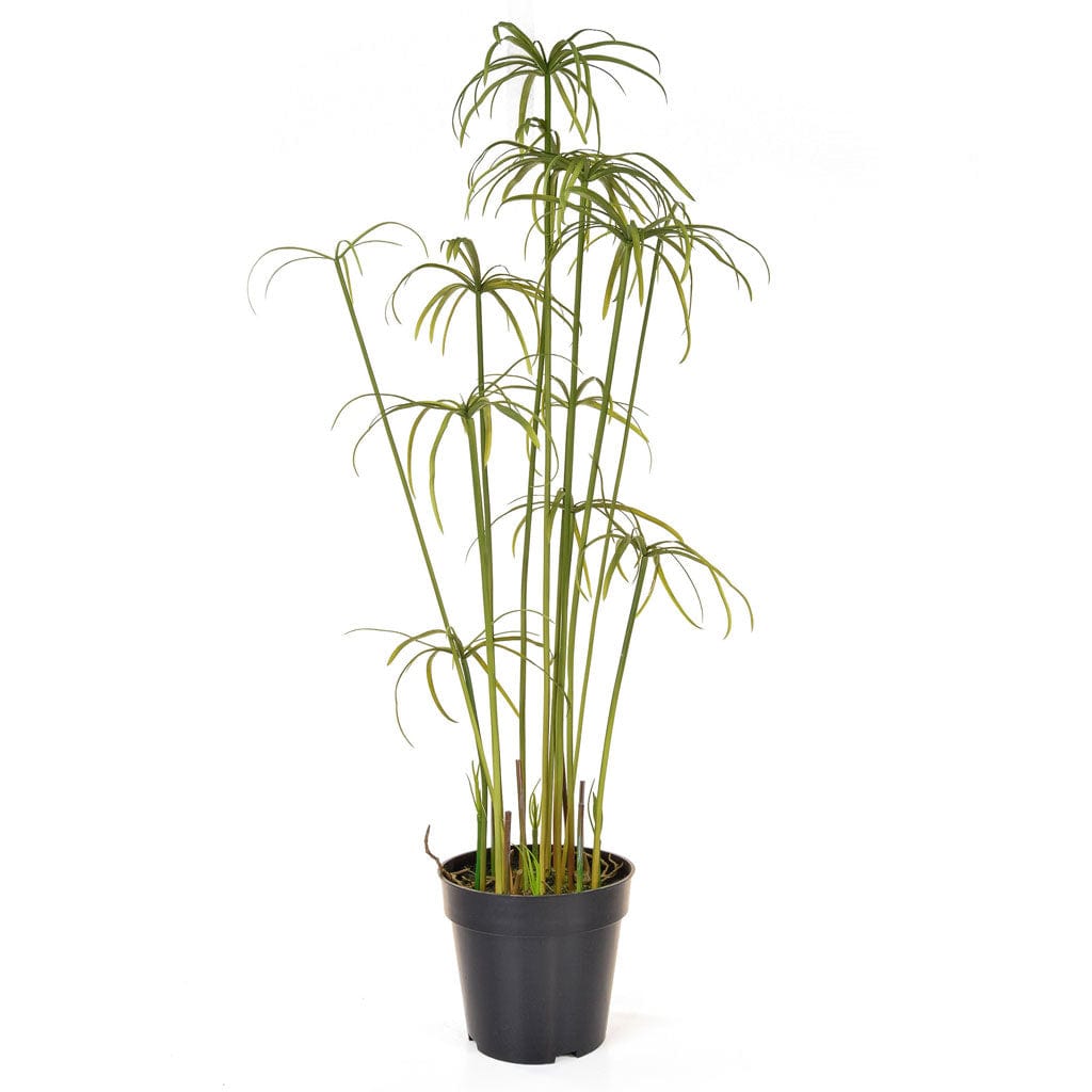 PP Cyperus Alterni in Pot YF 86cm.