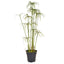 PP Cyperus Alterni in Pot YF 86cm.