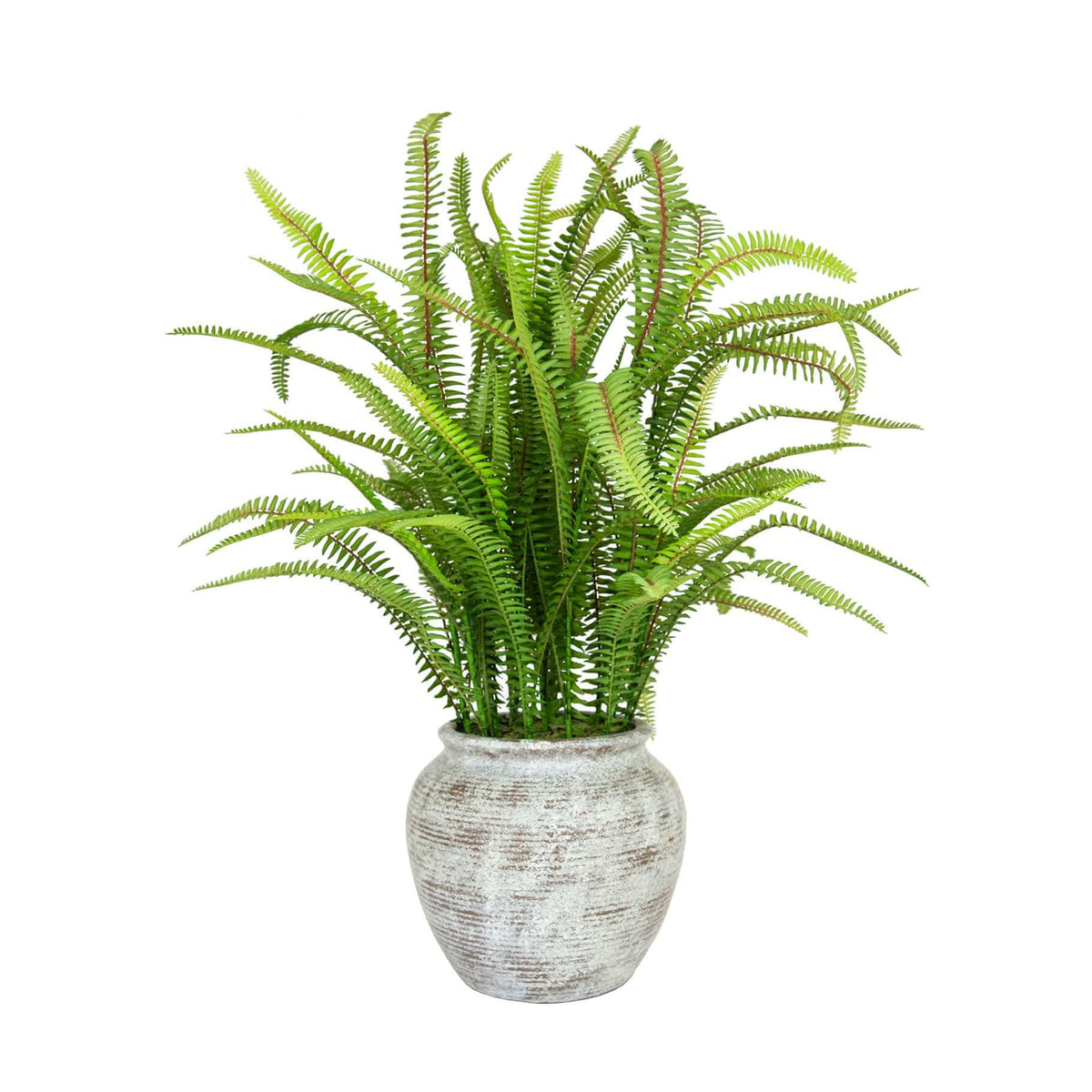 PP Fern in Pot 62cm S12.