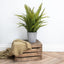 PP Fern in Pot 80cm S12.