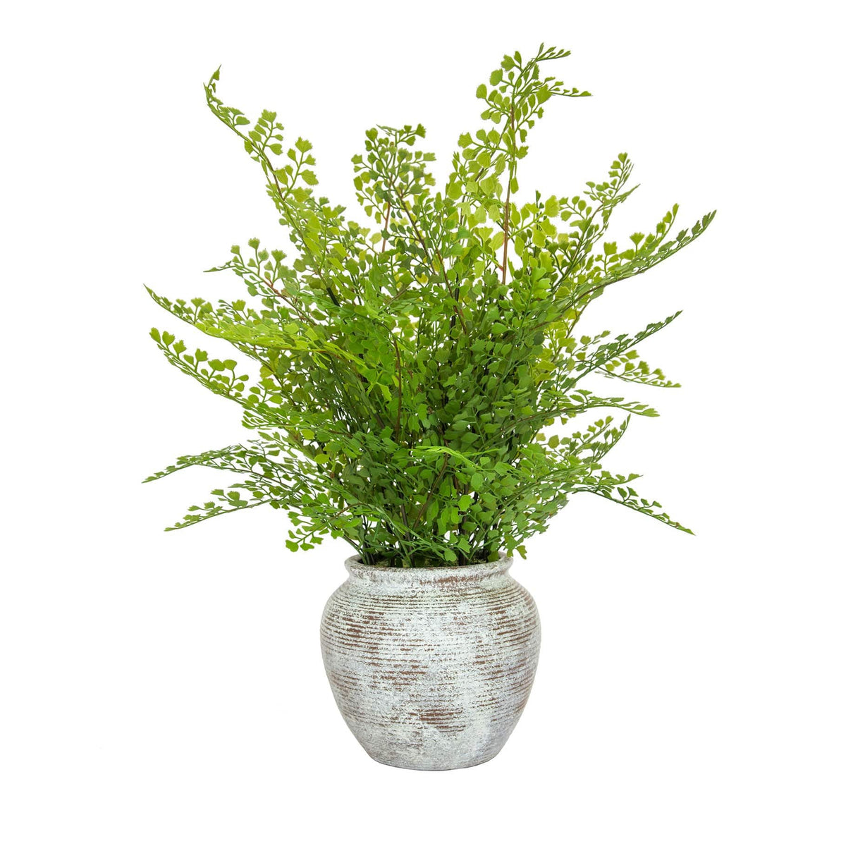 PP Fern Maidenhair in Pot 62cm S12.