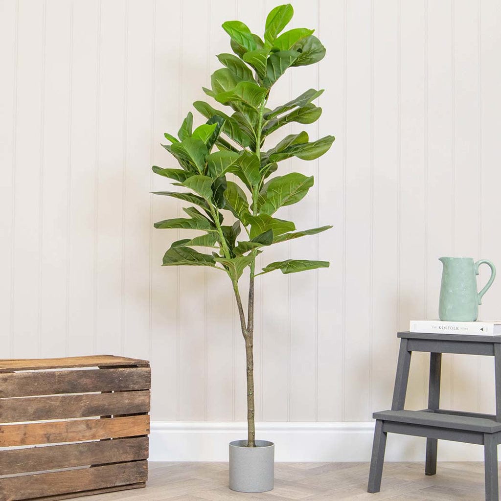 PP Fiddle in Grey Pot 150cm.