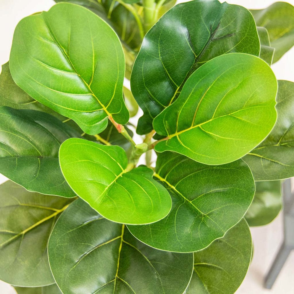 PP Fiddle in Grey Pot 150cm.