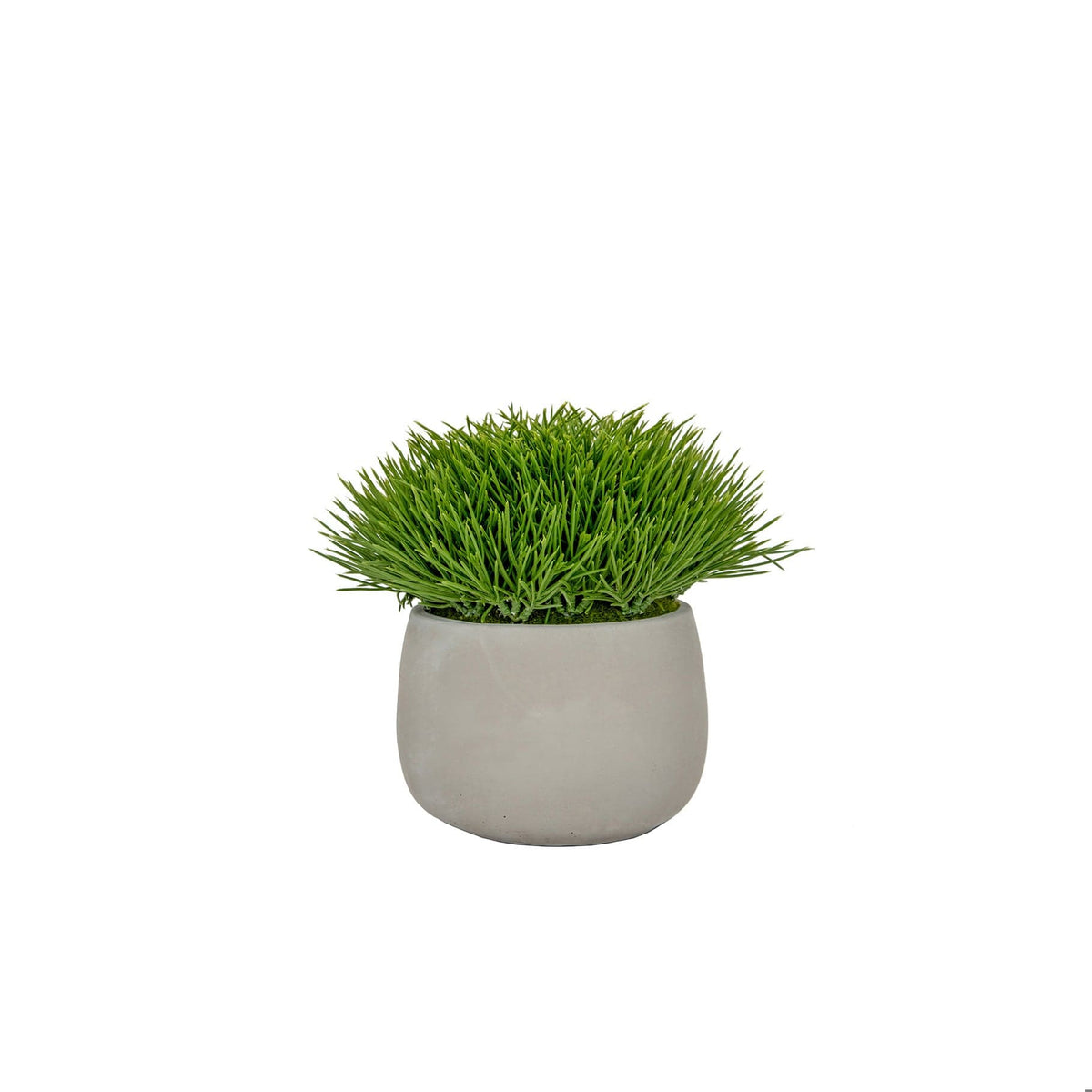 PP Grass in Pot 21cm S12.