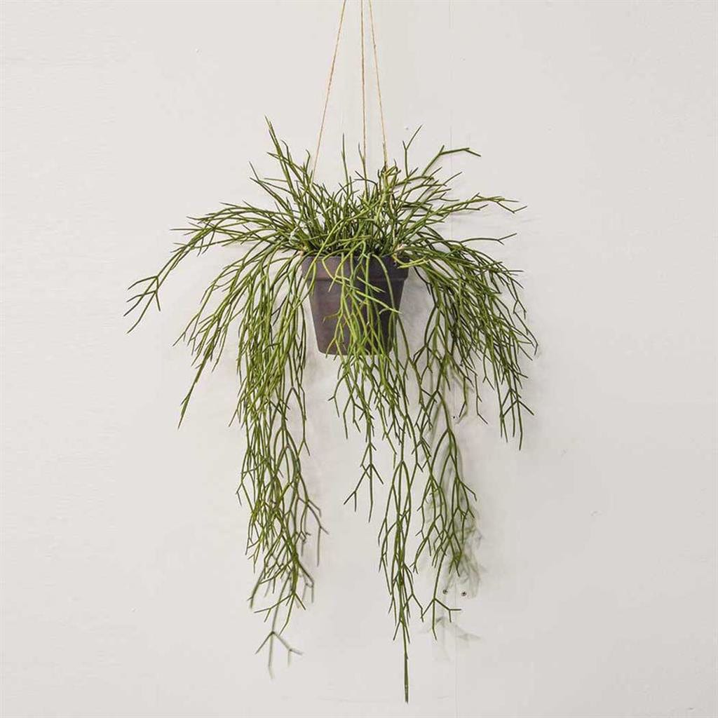 PP Hanging Succulent in Rusted Pot 55cm.
