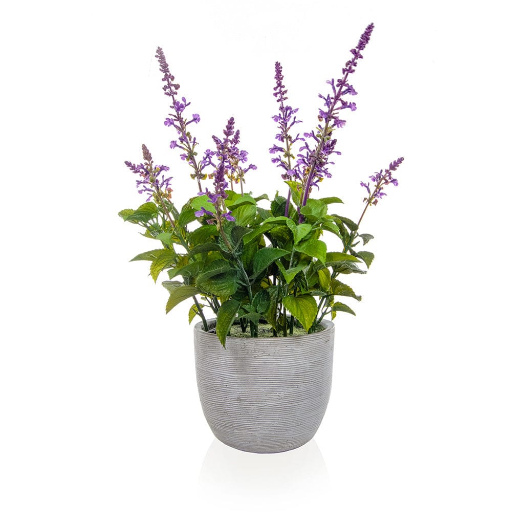 PP Lavender in Grey Pot Q 50cm.