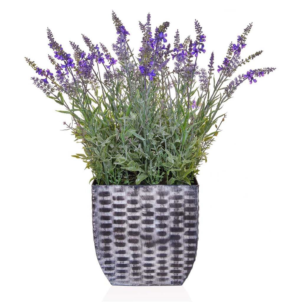 PP Lavender in Trough 60cm.