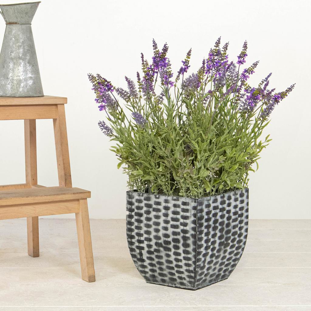 PP Lavender in Trough 60cm.