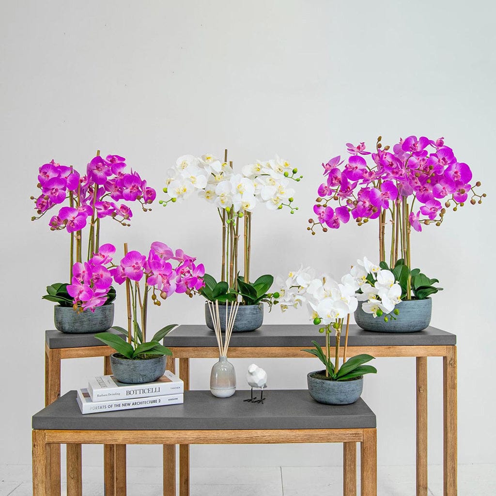 PP Phal Real Touch Beauty Y 68cm.