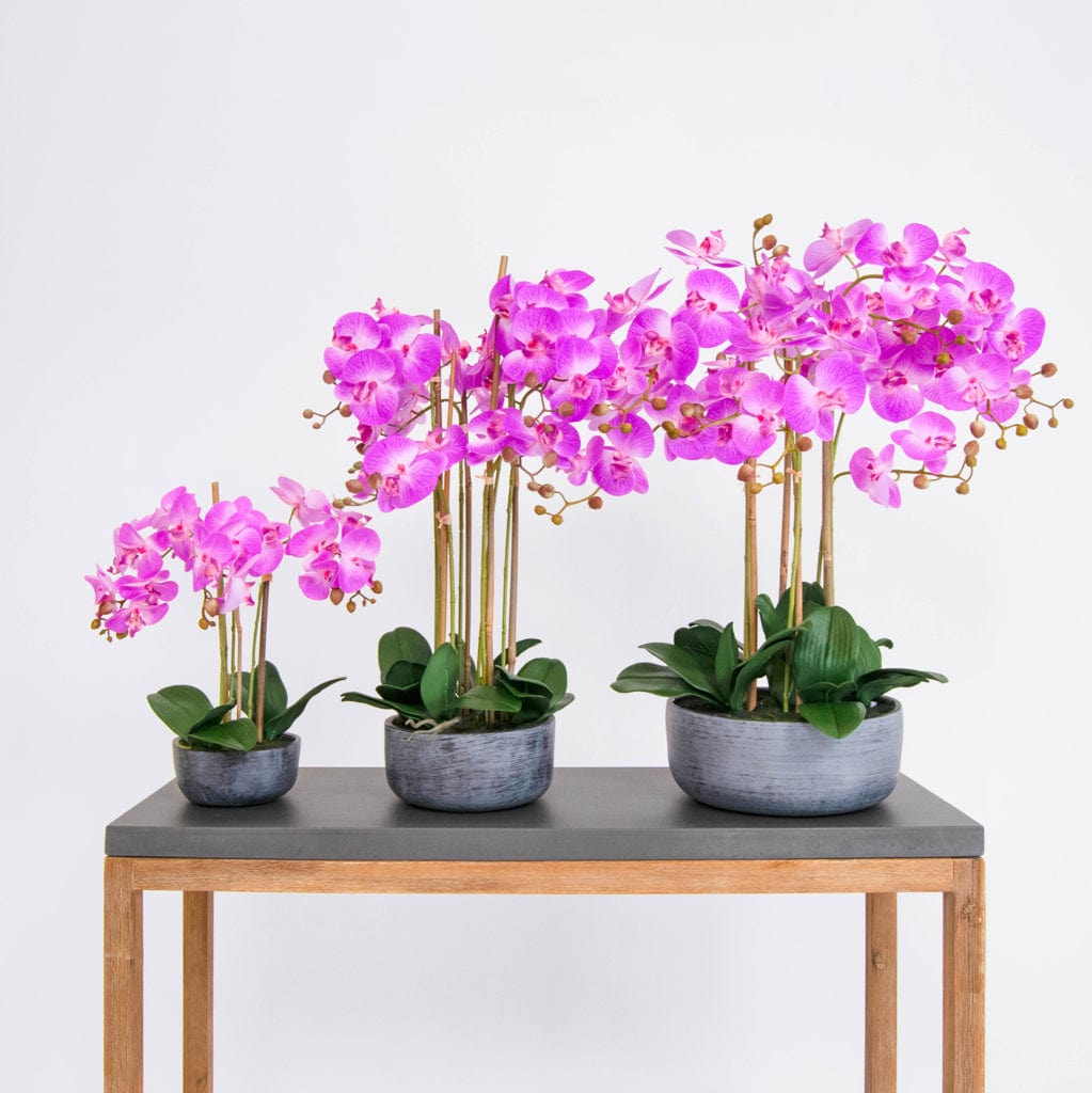 PP Phal Real Touch Beauty Y 68cm.