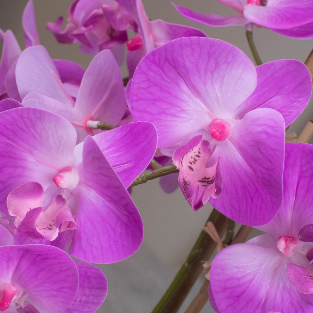 PP Phal Real Touch Beauty Y 70cm.