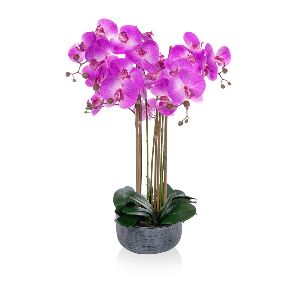 PP Phal Real Touch Beauty Y 70cm.