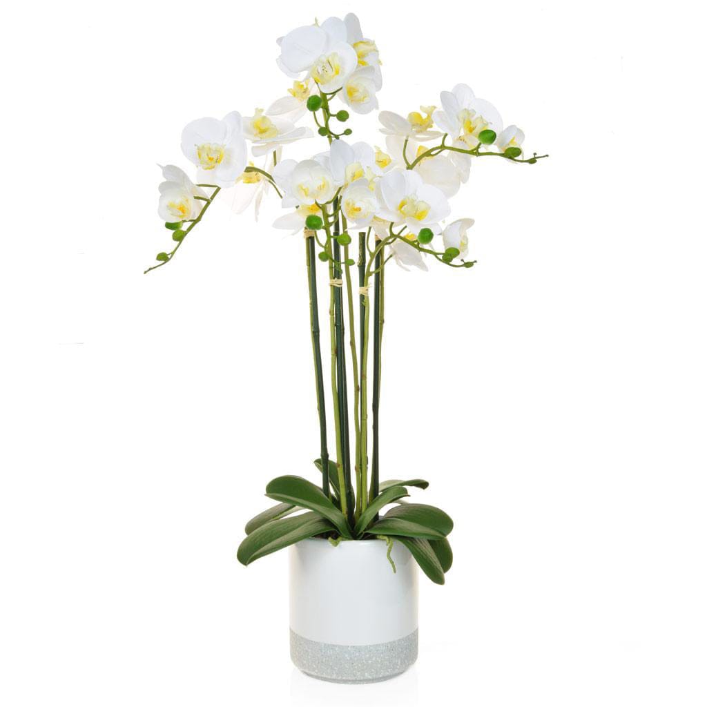 PP Phalaenopsis Real Touch W/Pot 70cm.