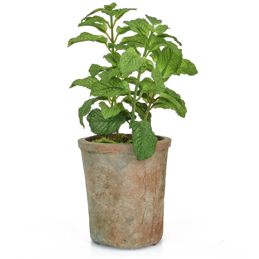 PP Potted Herb Mint GB Green 27cm.