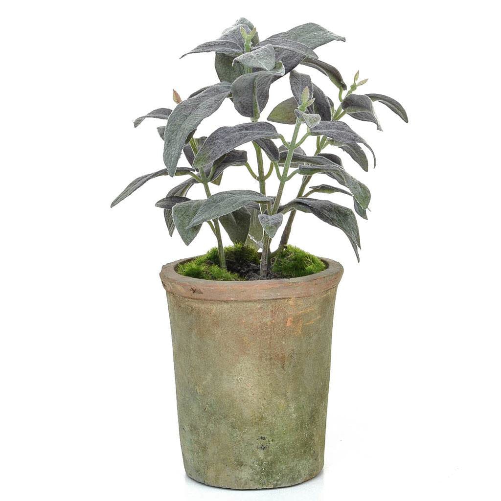 PP Potted Herb Sage GB Green 27cm.