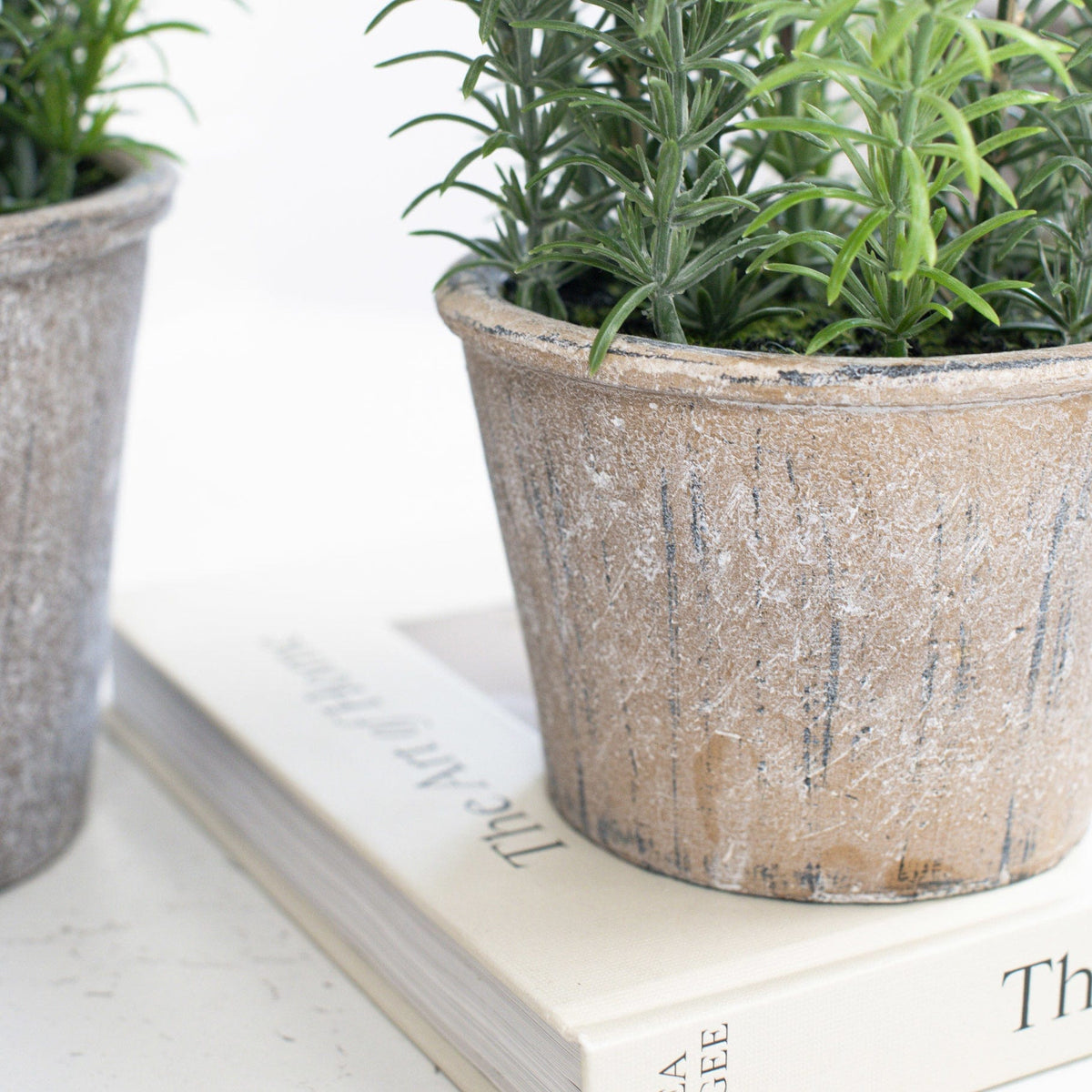 PP Rosemary in Pot YF 42cm.