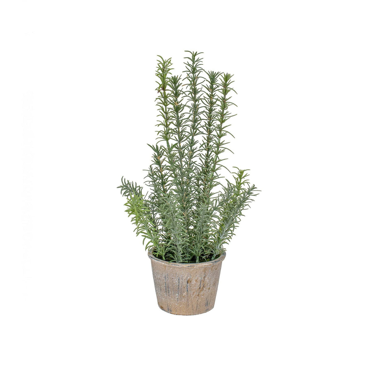 PP Rosemary in Pot YF 42cm.
