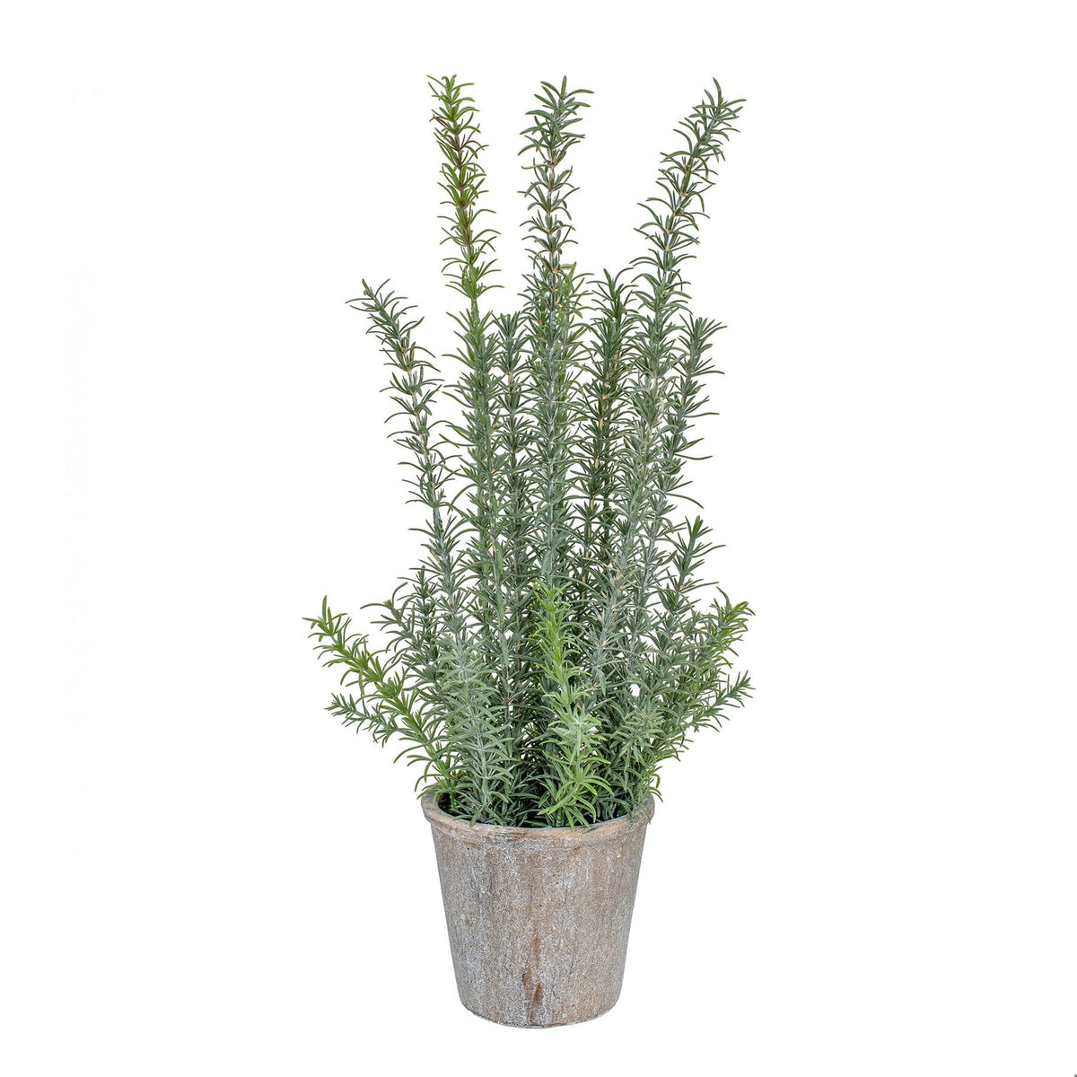 PP Rosemary in Pot YF 60cm.