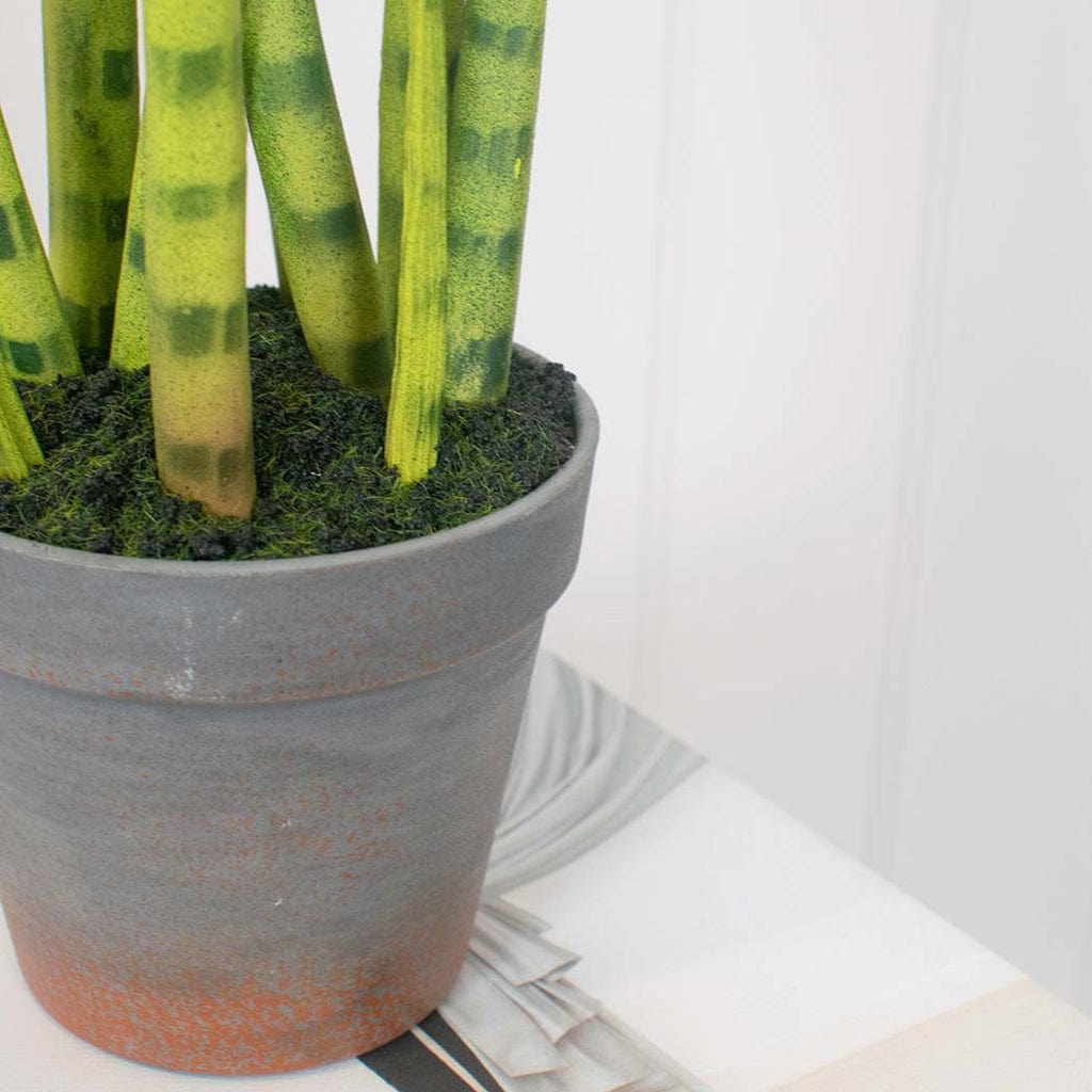 PP Sansevieria with Brown Pot 42.5cm.