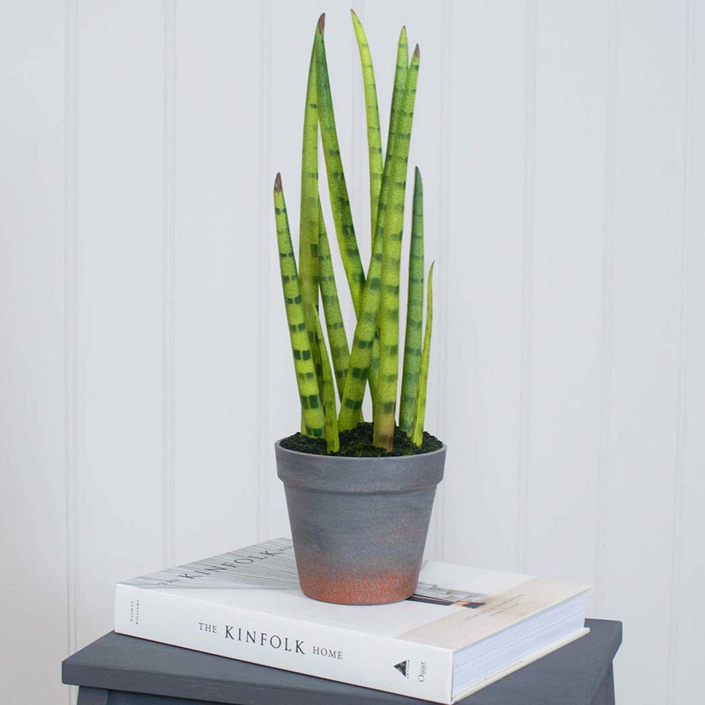 PP Sansevieria with Brown Pot 42.5cm.