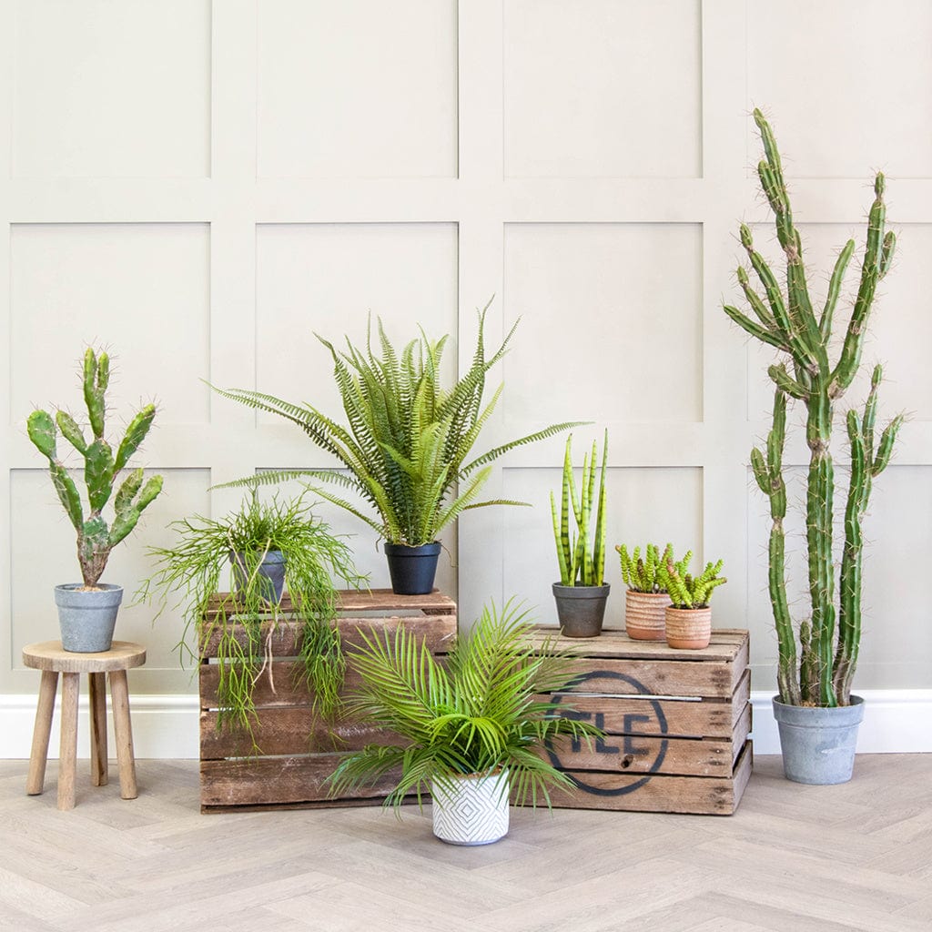 PP Sansevieria with Brown Pot 42.5cm.