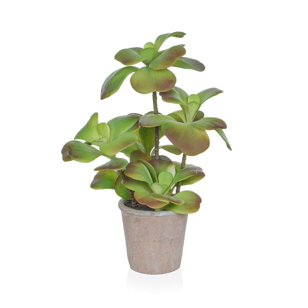 PP Succ Red/Green in Paper Pot YF 47cm.