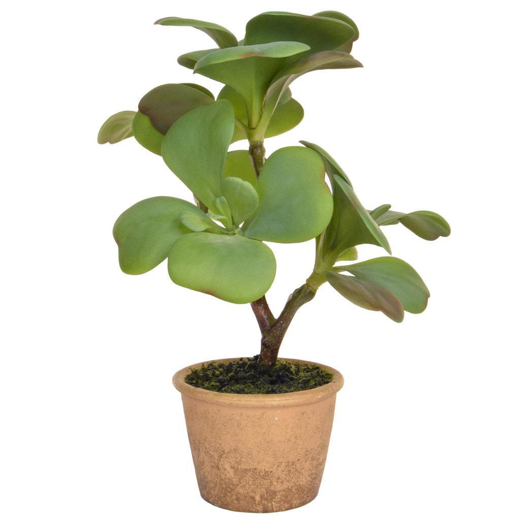 PP Succulent Grn in Clay Pot YF 35cm.