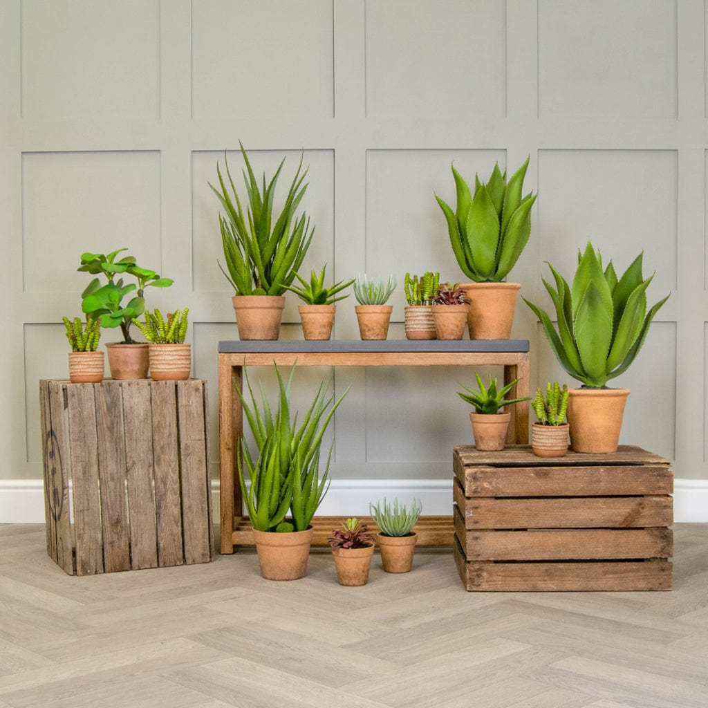 PP Succulent Grn in Clay Pot YF 35cm.