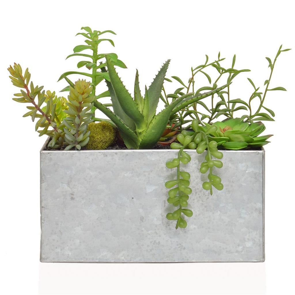 PP Succulent Mix in Steel Trough YF 22cm.