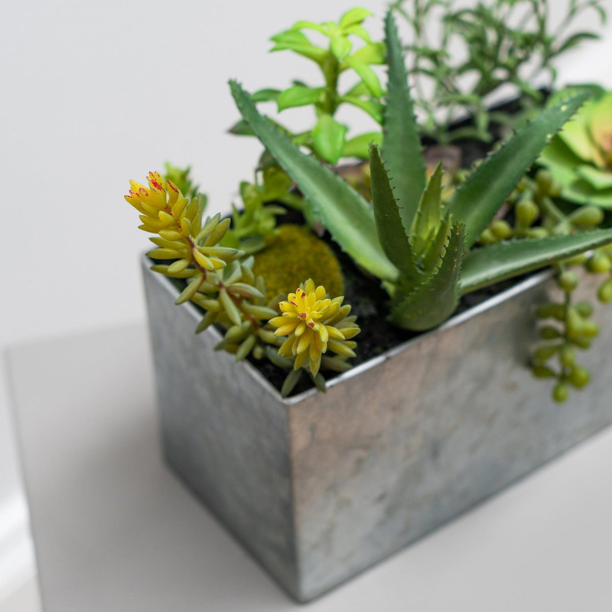 PP Succulent Mix in Steel Trough YF 22cm.