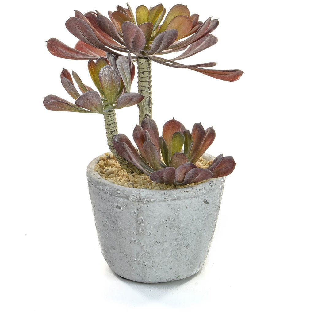 PP Succulent w/Pot YF 22cm.