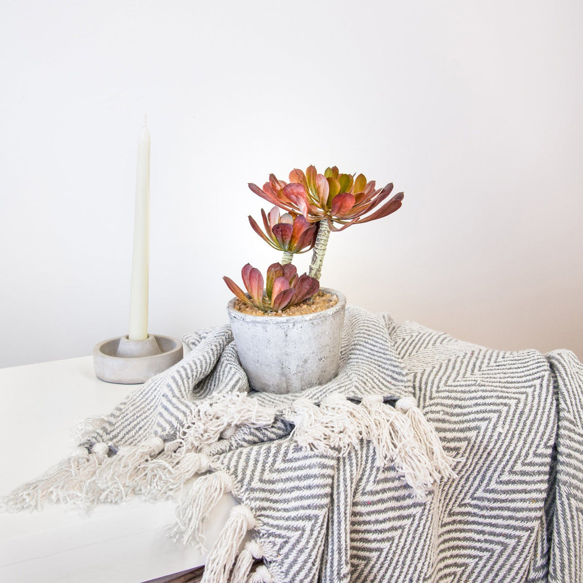 PP Succulent w/Pot YF 22cm.