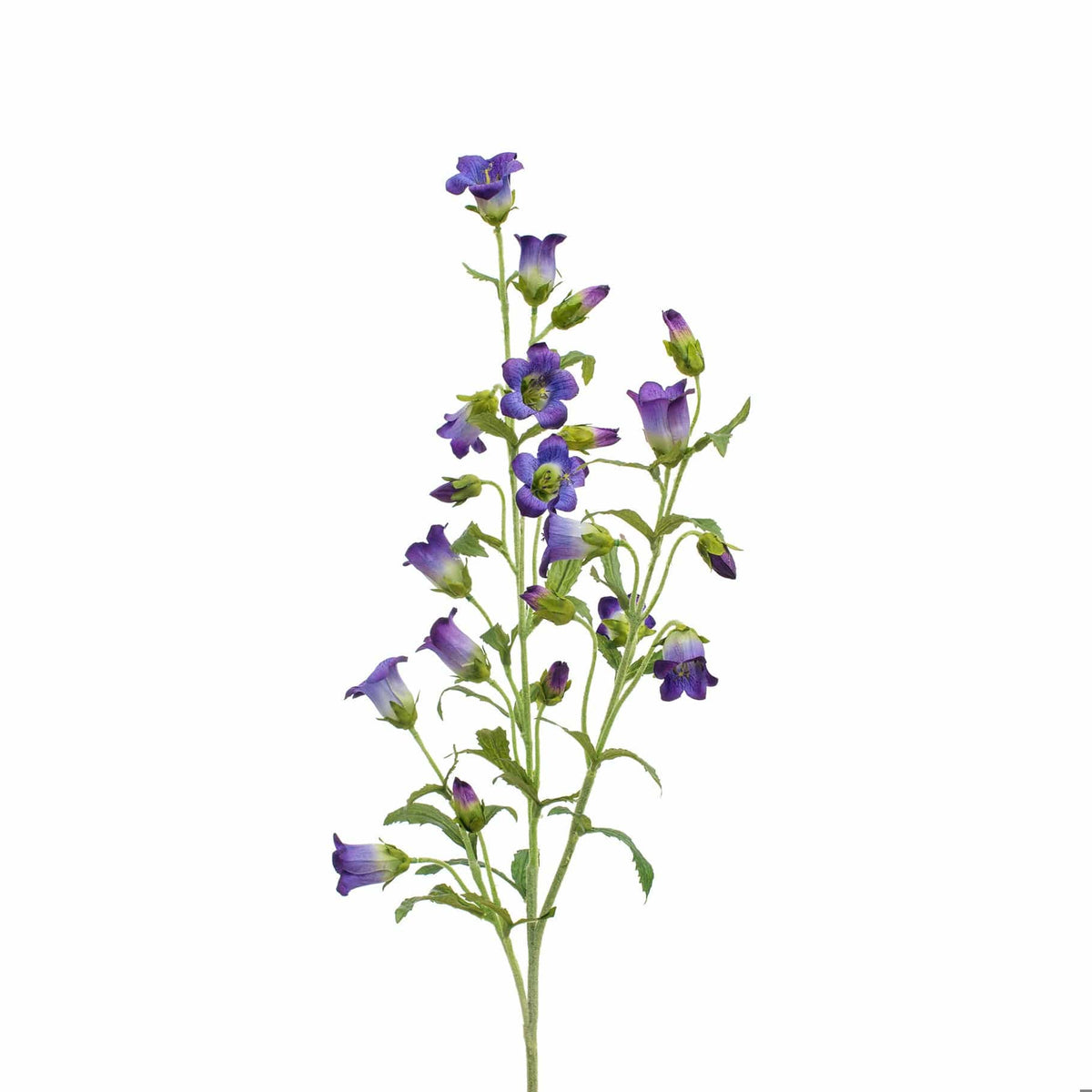 SF Bell Flower Purple GB 92cm.