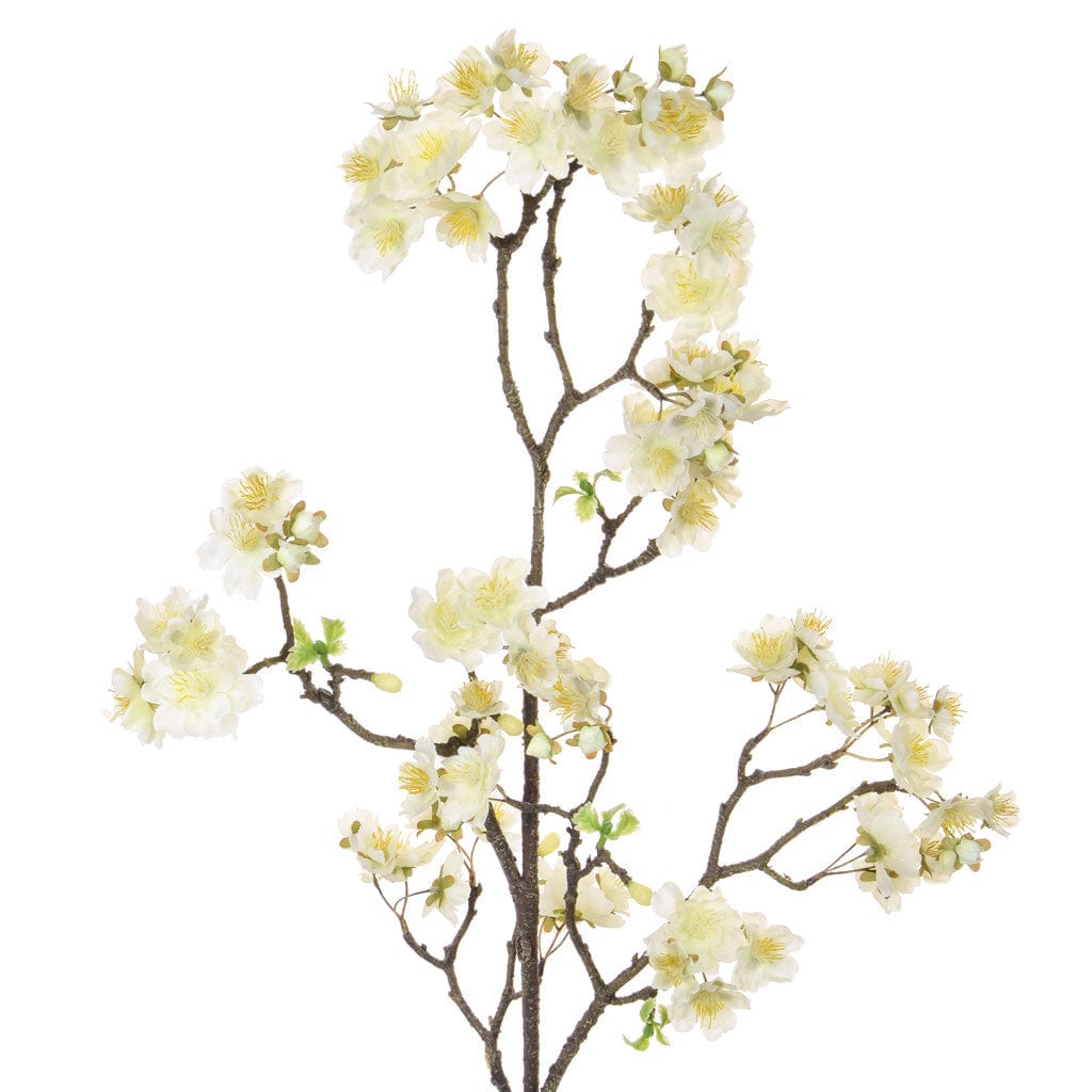 SF Cherry Blossom White XY 115cm.