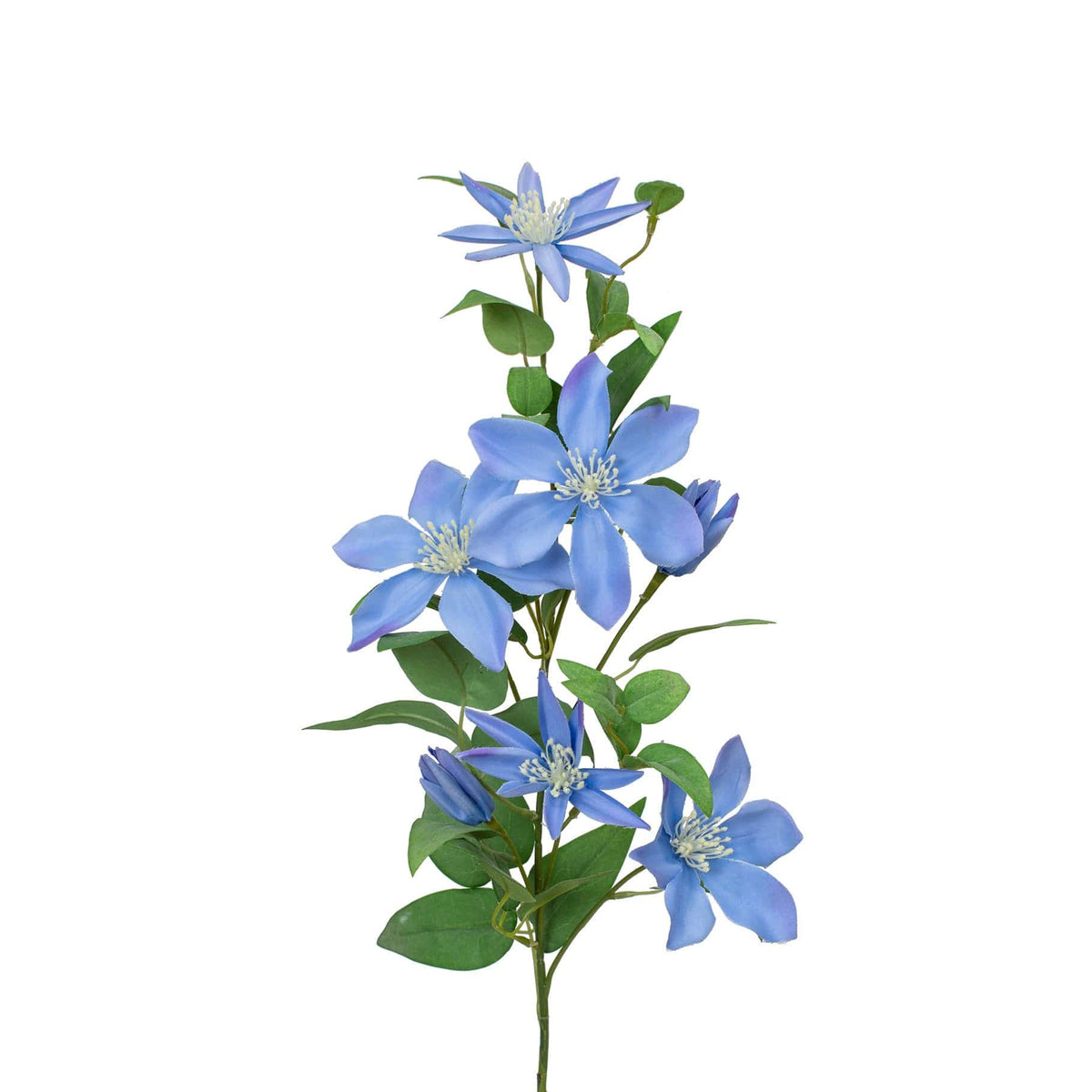 SF Clematis Blue GB 85cm.