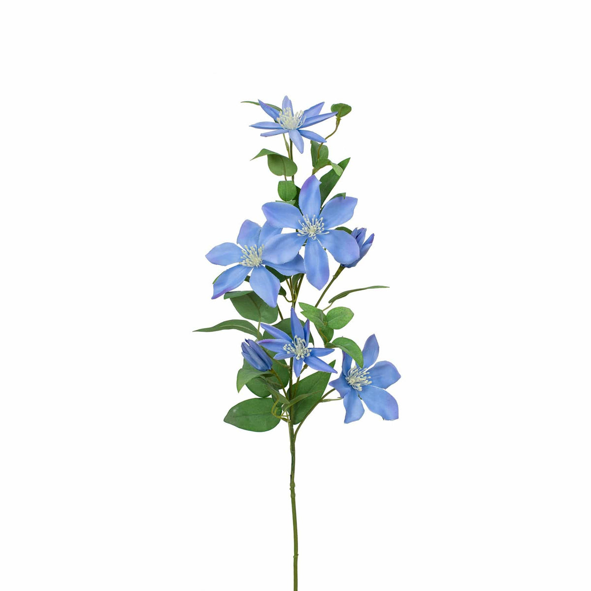 SF Clematis Blue GB 85cm.