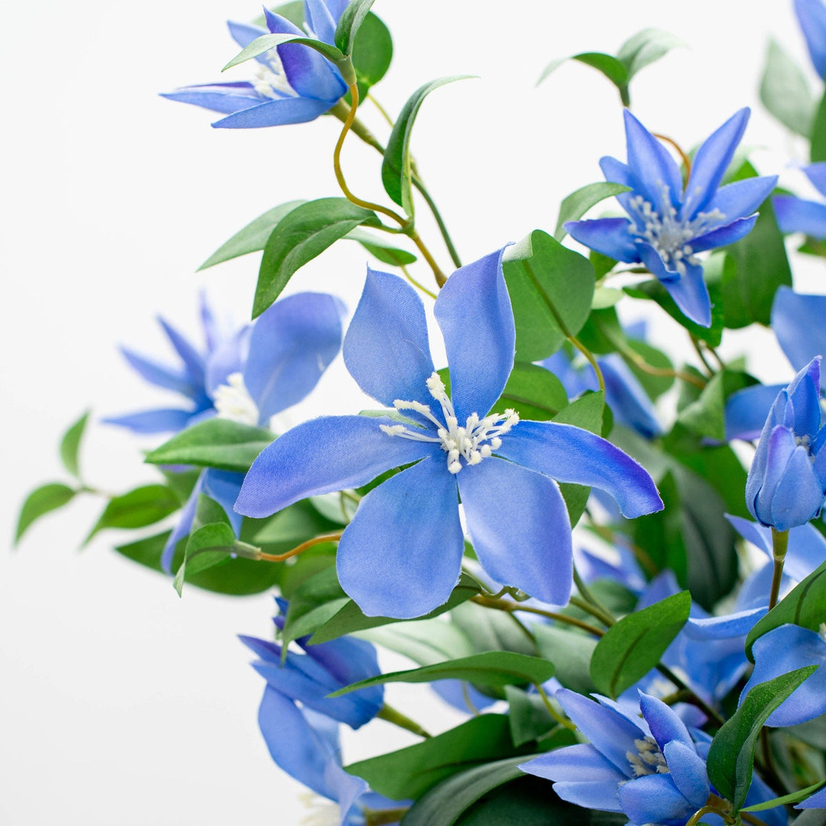 SF Clematis Blue GB 85cm.