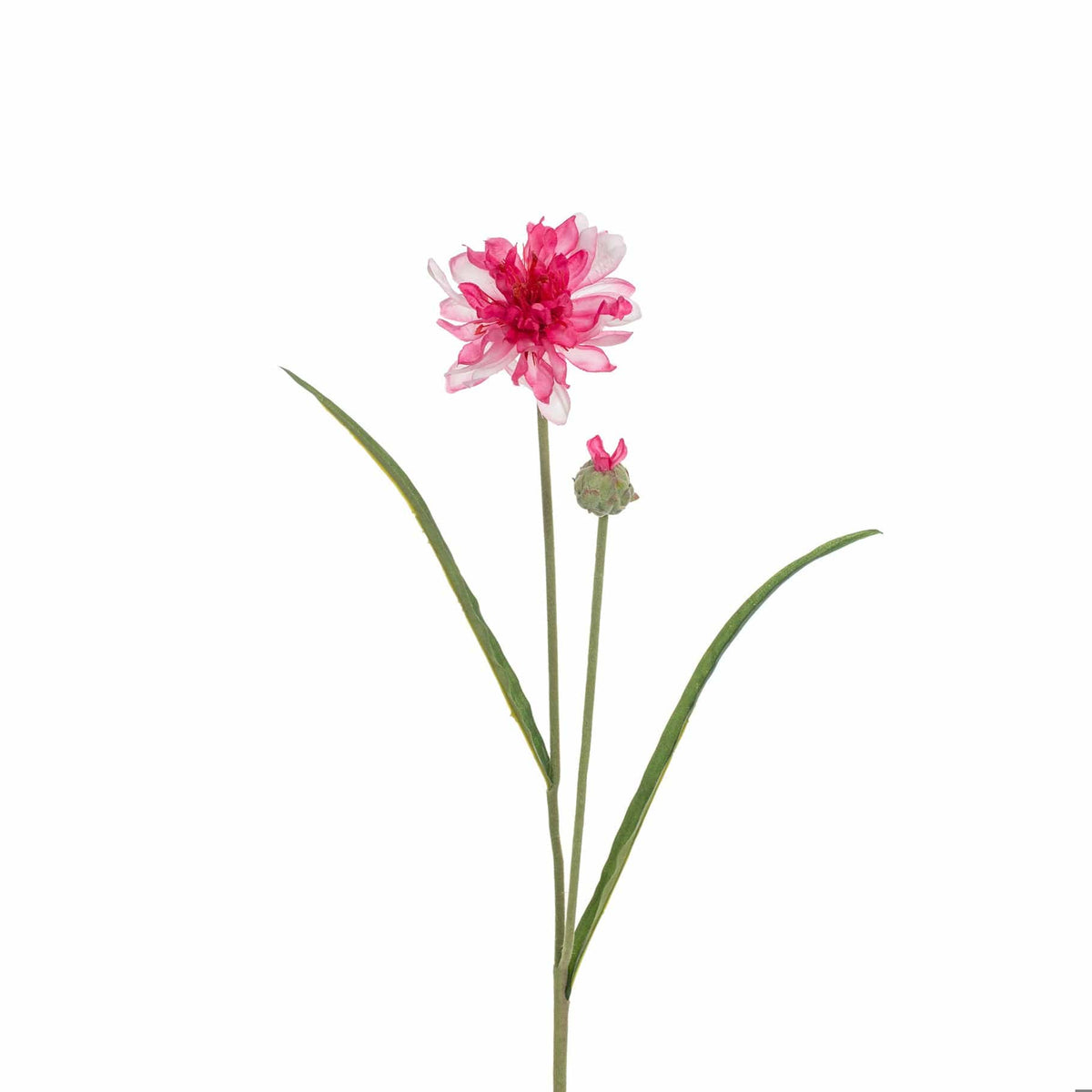 SF Corn Flower Pink GB 65cm.