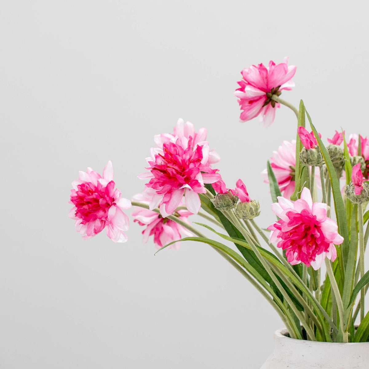 SF Corn Flower Pink GB 65cm.