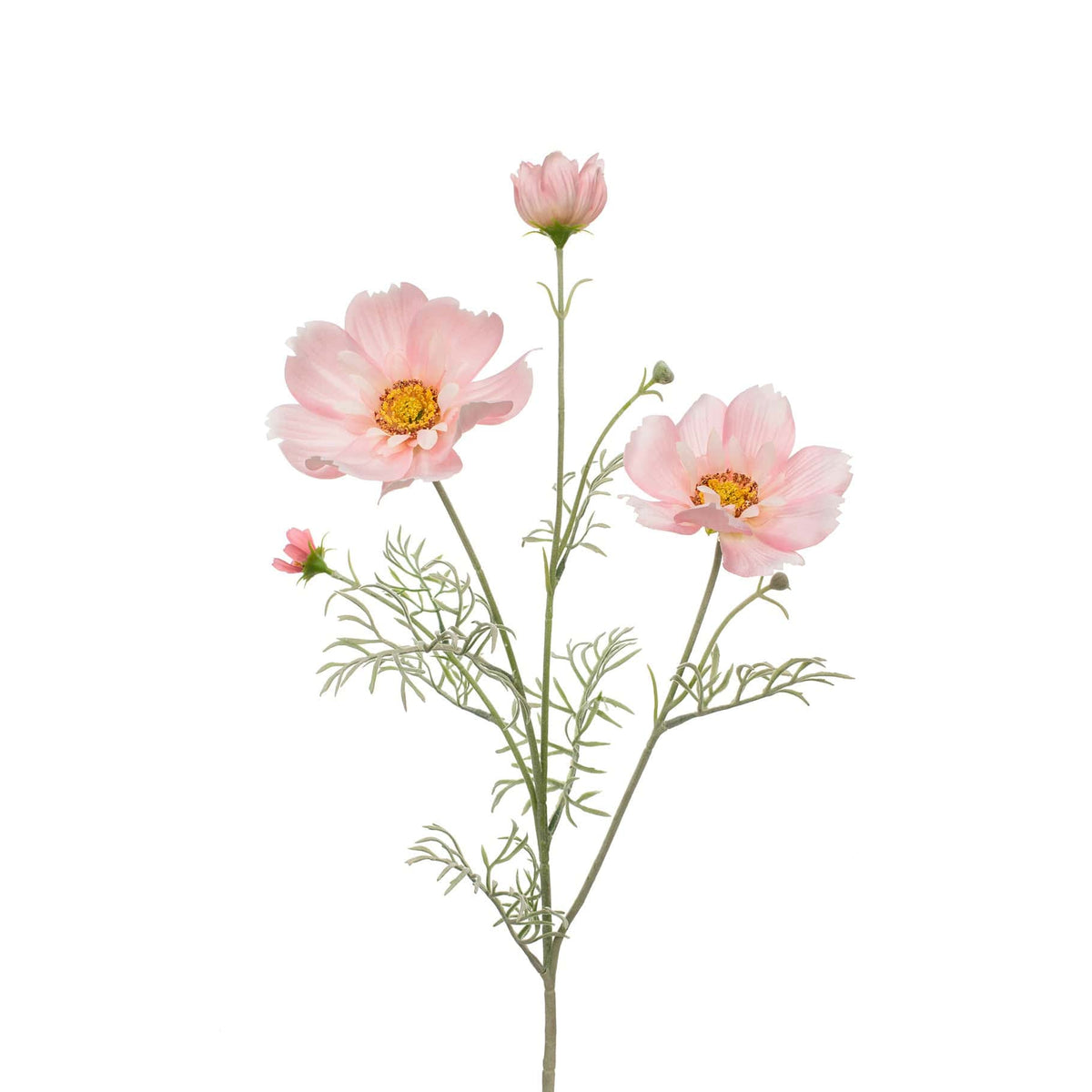 SF Cosmos Pink GB 78cm.