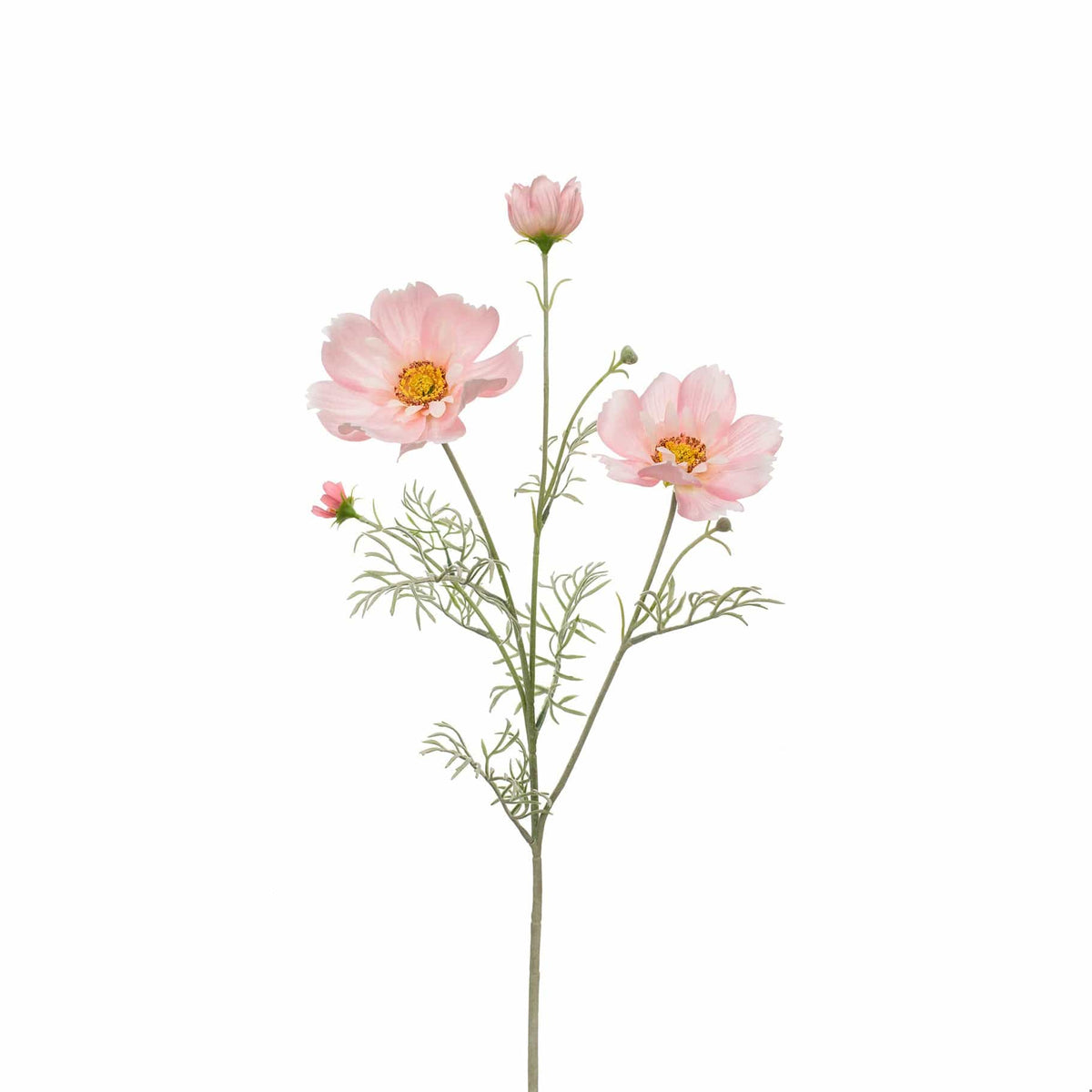 SF Cosmos Pink GB 78cm.