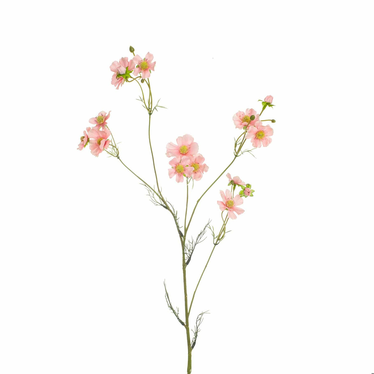 SF Cosmos Pink GB 96cm.