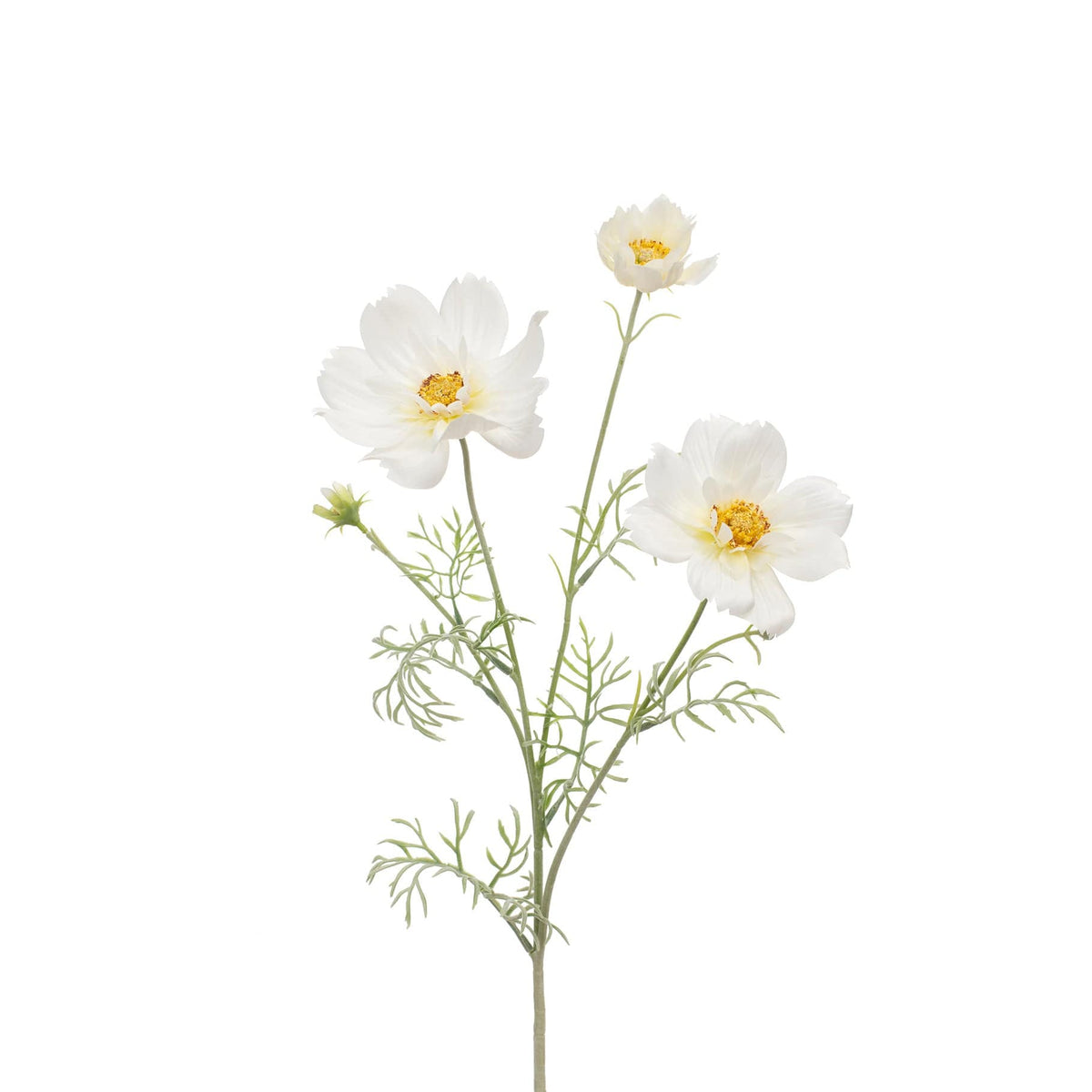 SF Cosmos White GB 78cm.