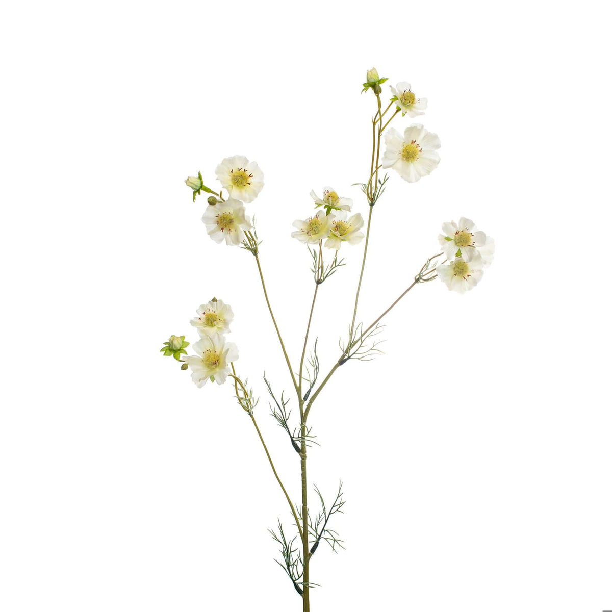 SF Cosmos White GB 96cm.