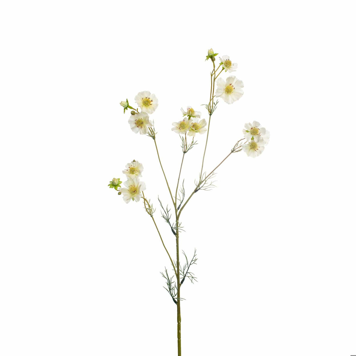 SF Cosmos White GB 96cm.